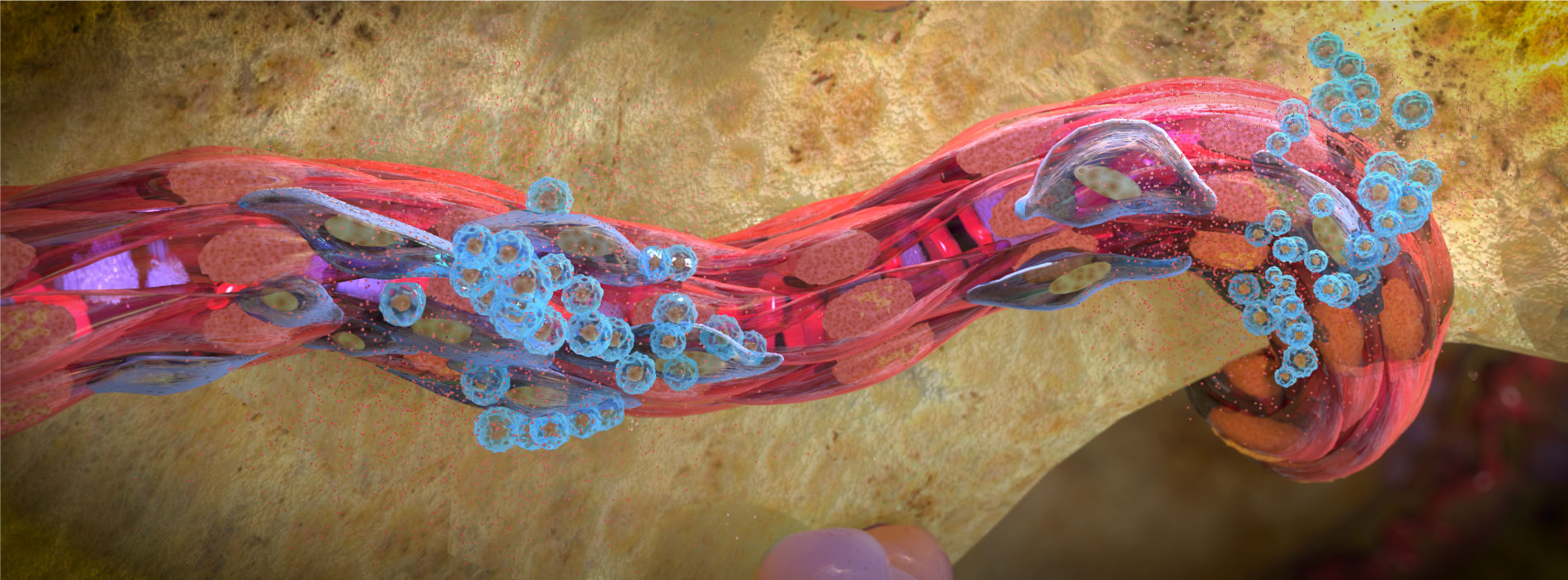 Endothelial Cell