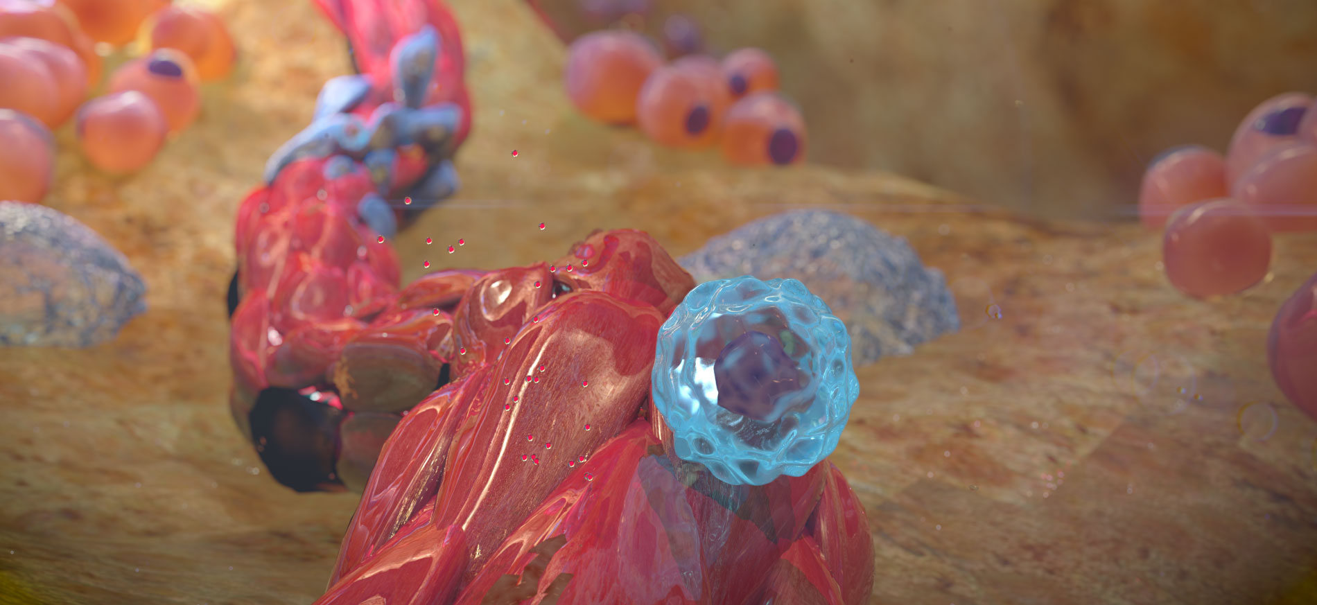 Vascular Niche